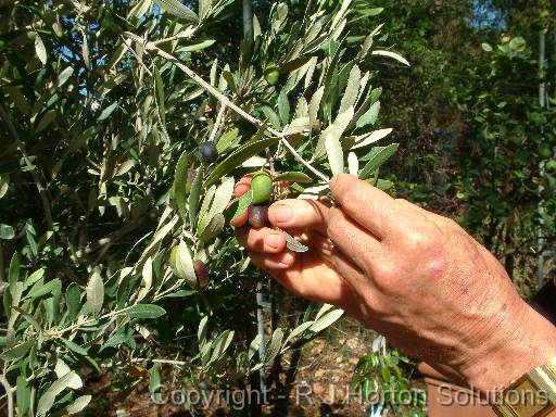 Olive picking hand 